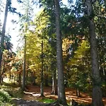 Schog * Todtnau