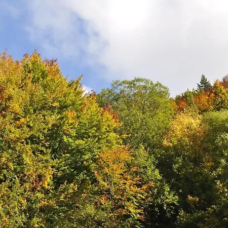 Schog * تودتناو